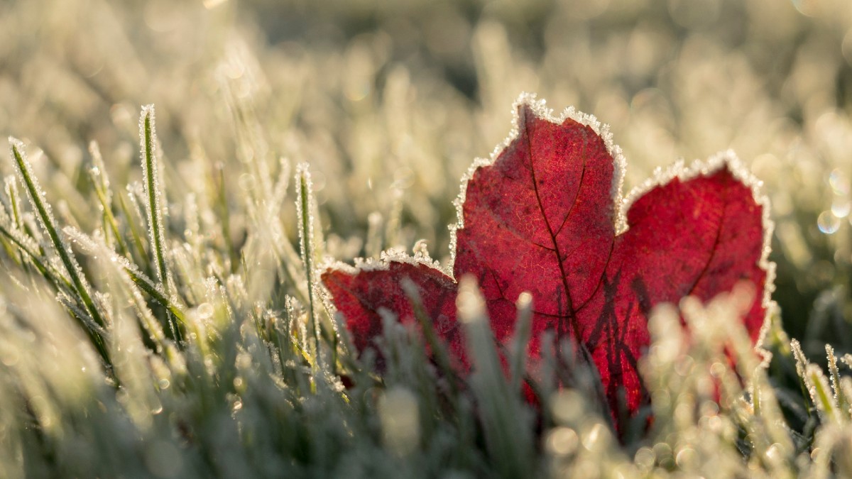 frozen red leaf winter