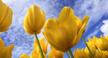 Yellow tulips in the foreground, cloud skies and clouds in the background