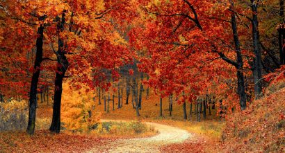 pathway with fall trees on both sides
