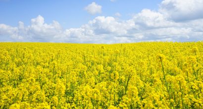 Field of bright yellow flowers and a blue sky