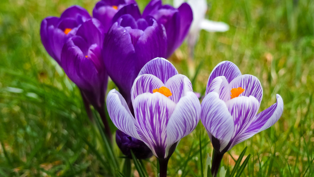4 purple flowers in bloom